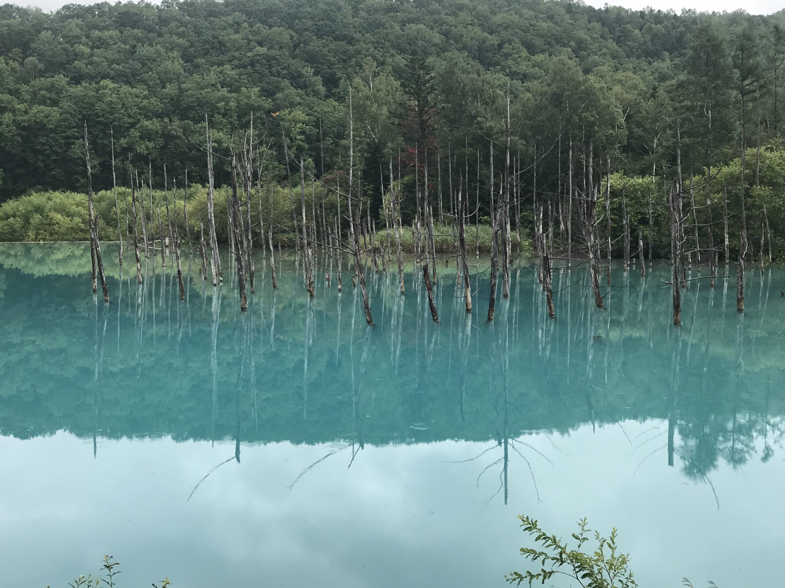 北海道 美瑛 青い池はなぜ青い 特別な理由は３つ 海 牛乳 青空 だった Rich Moment